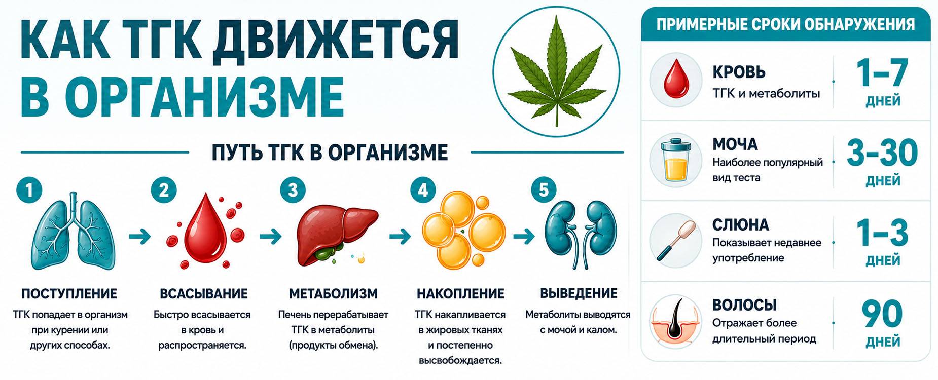 Инфографика о движении ТГК в организме и сроках обнаружения